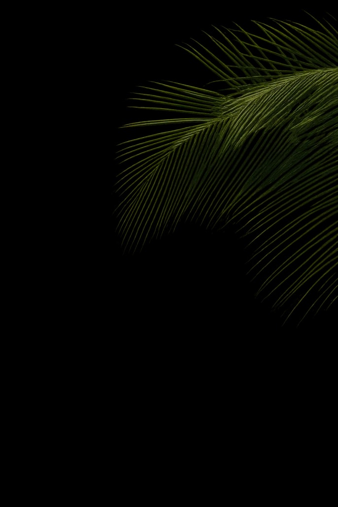 Dense tropical foliage